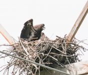2016 06 11 WildLife MPLS 010